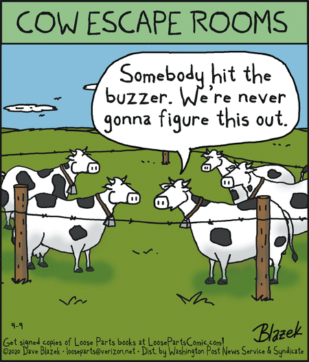 april20a loose cows